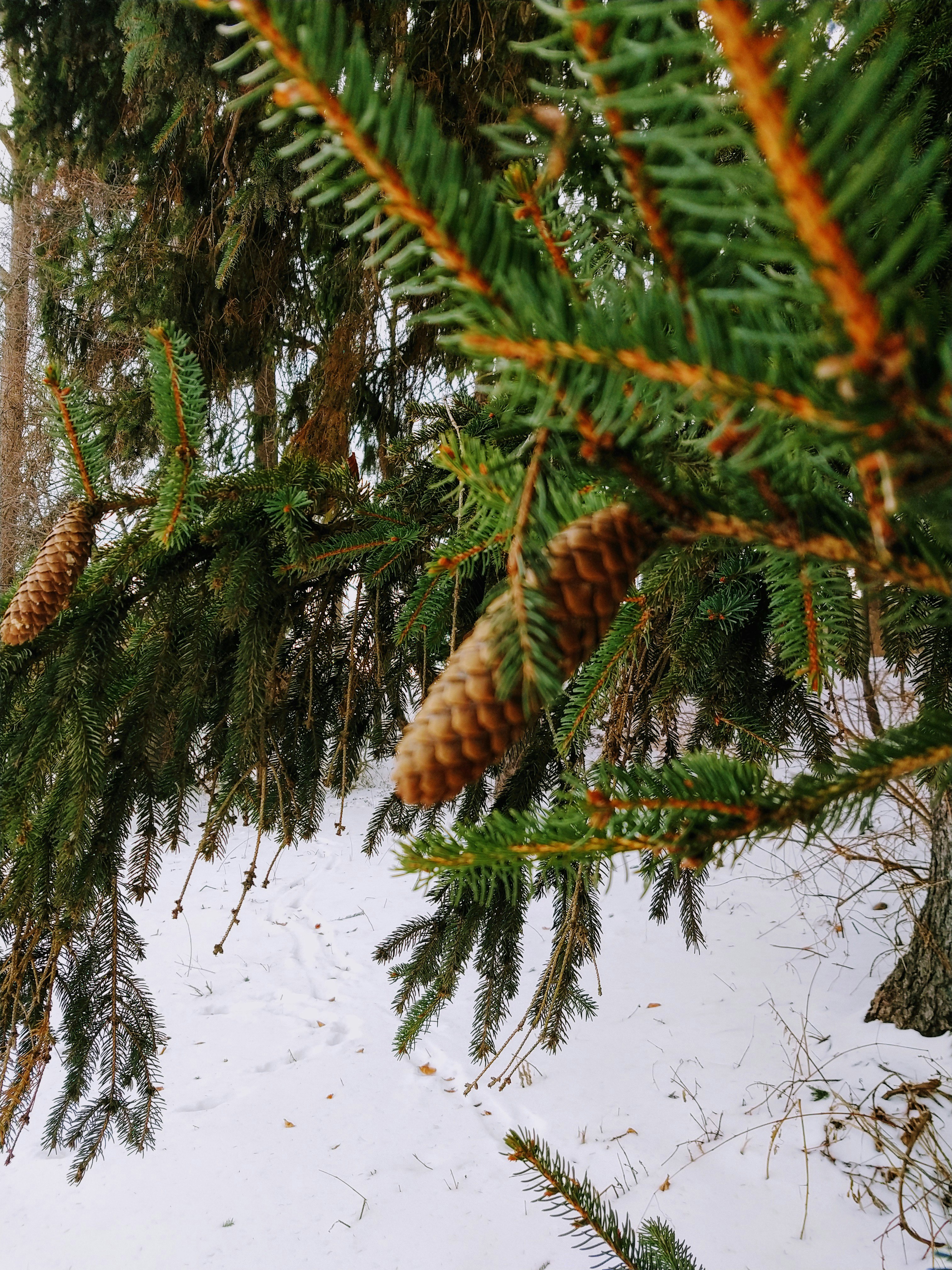 close-up photography of cone tree