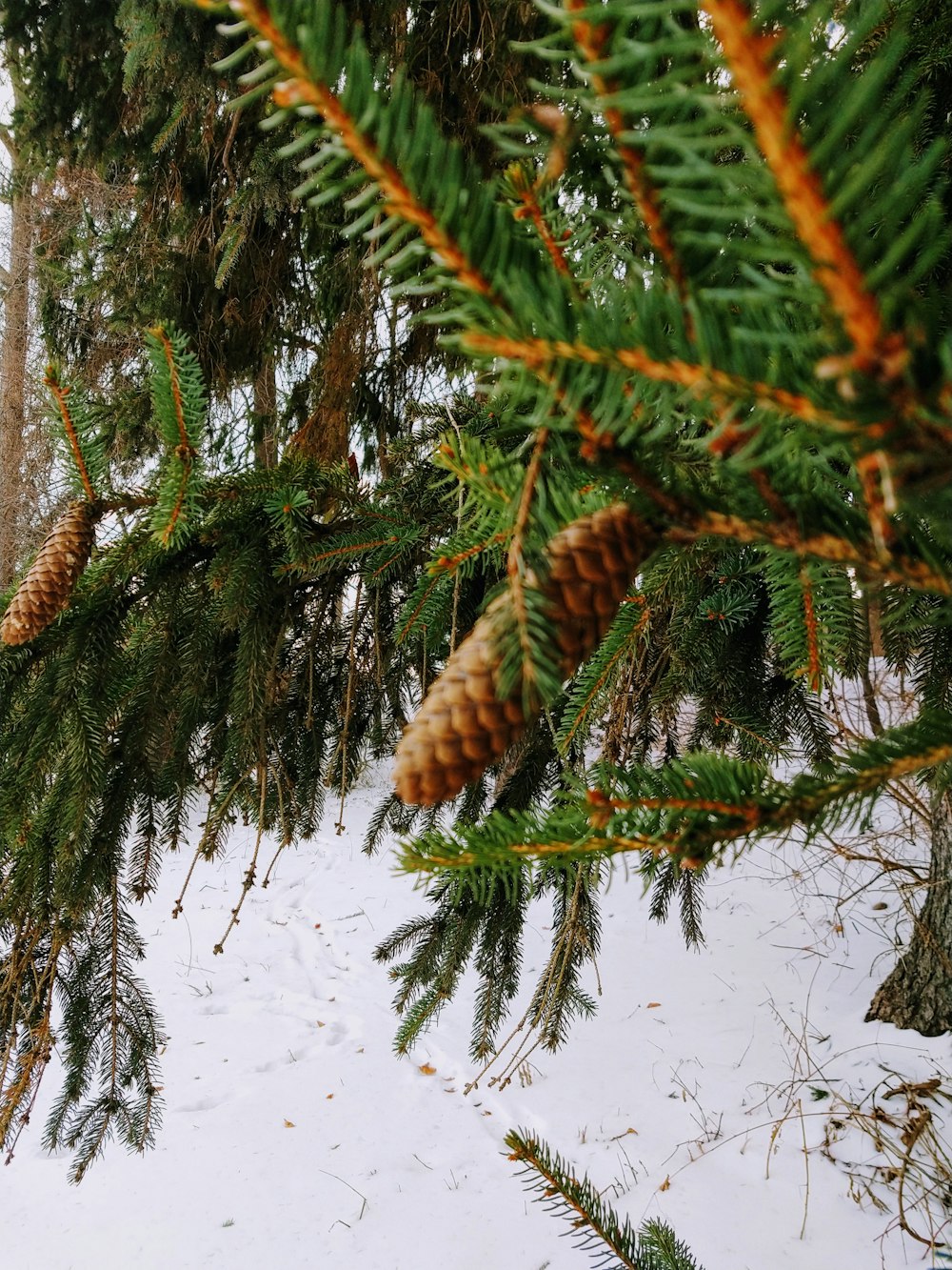 close-up photography of cone tree