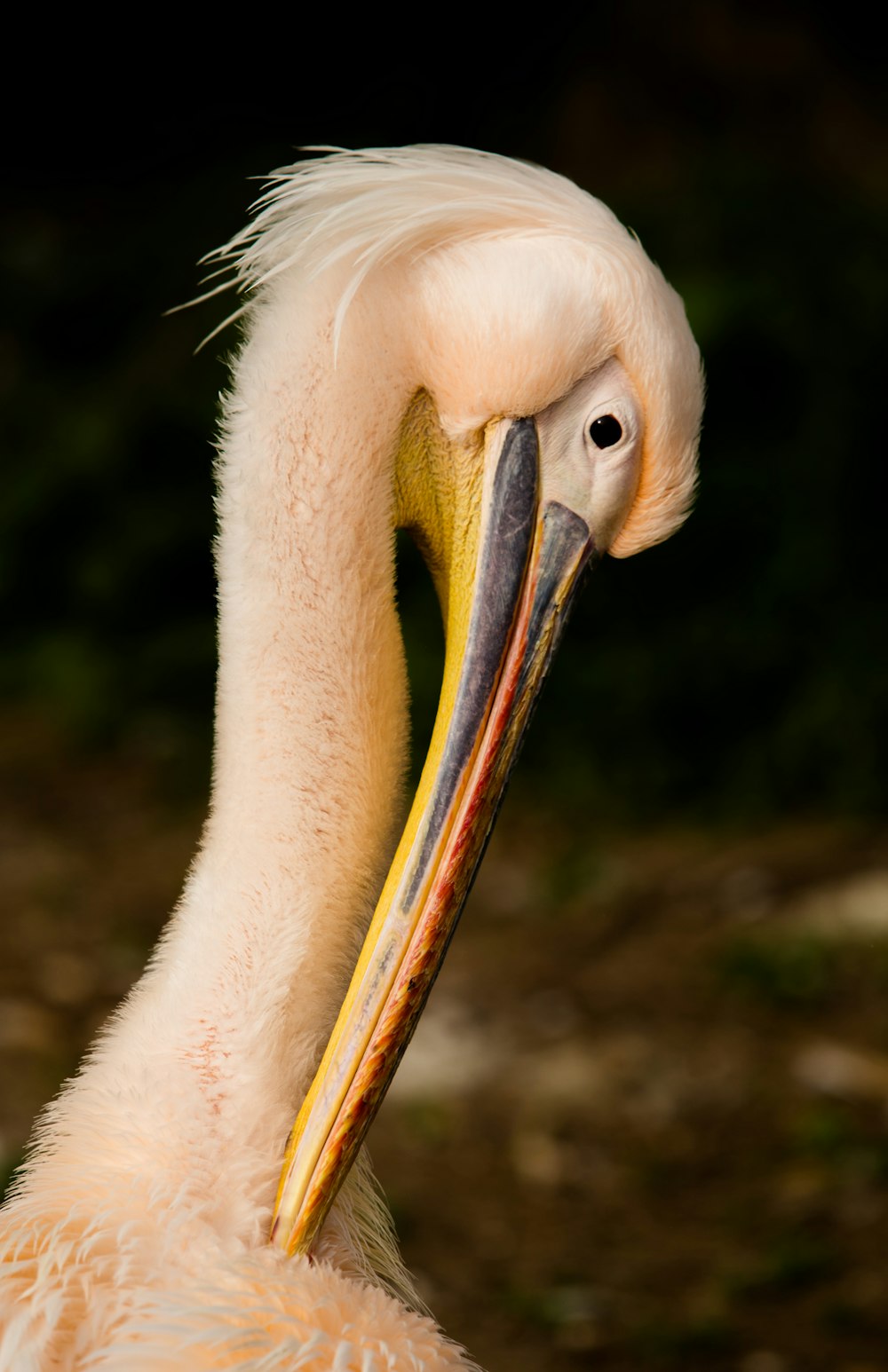 white and beige bird