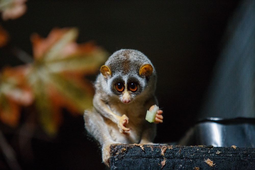 brown and black animal holding food