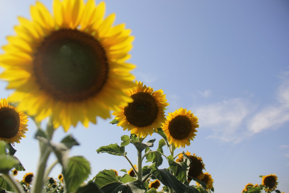 yellow sunflower field during daytime