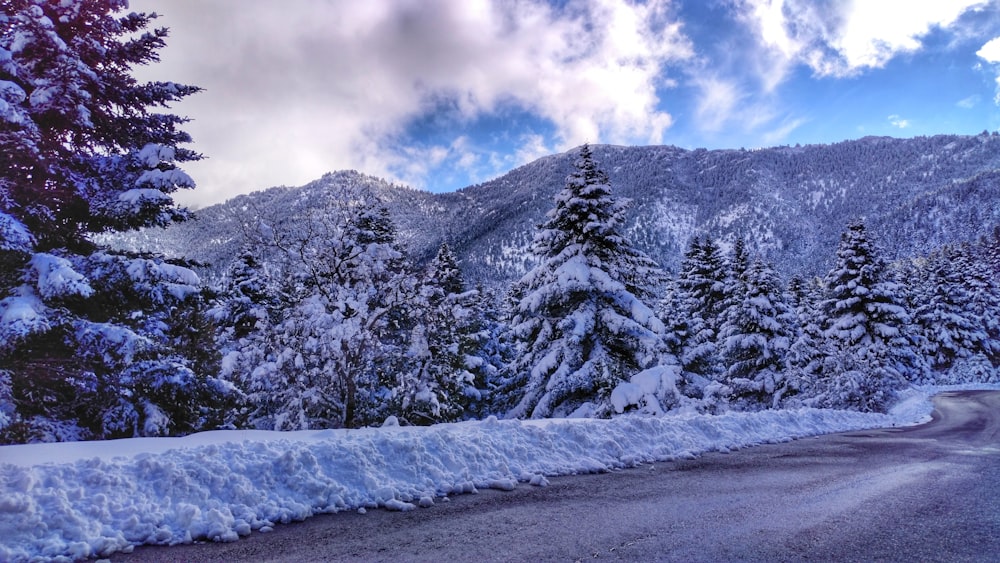 pins recouverts de neige blanche sous un ciel blanc