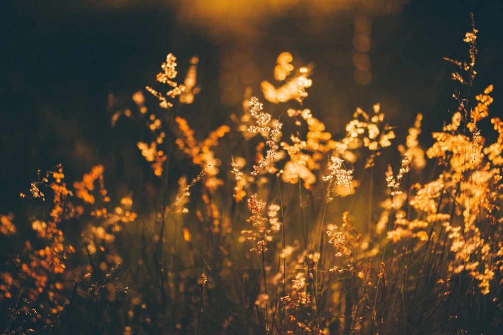 yellow flowers