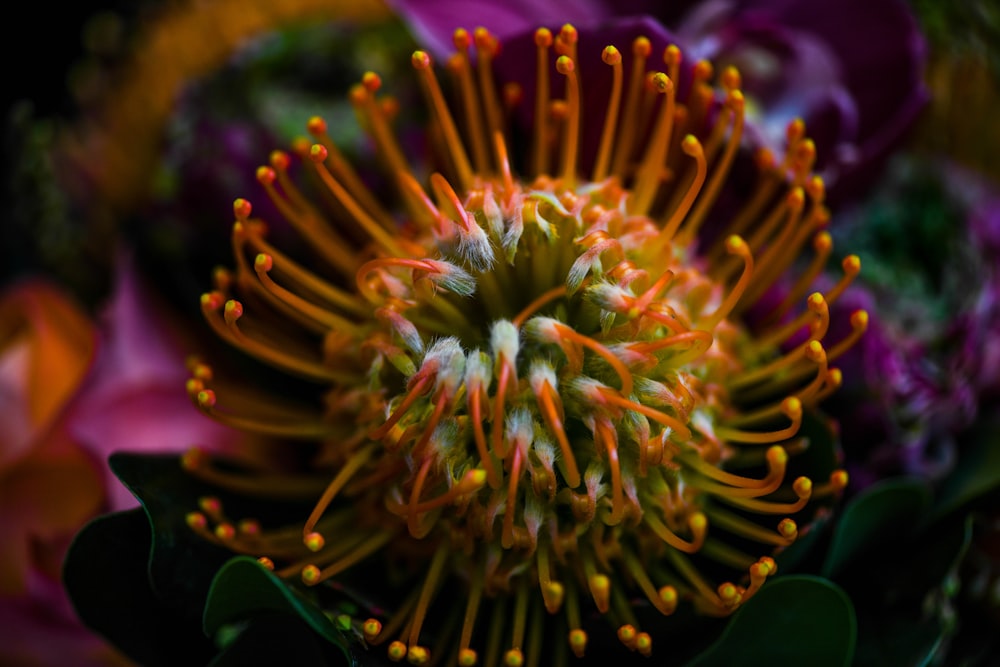 shallow focus photo of orange flower