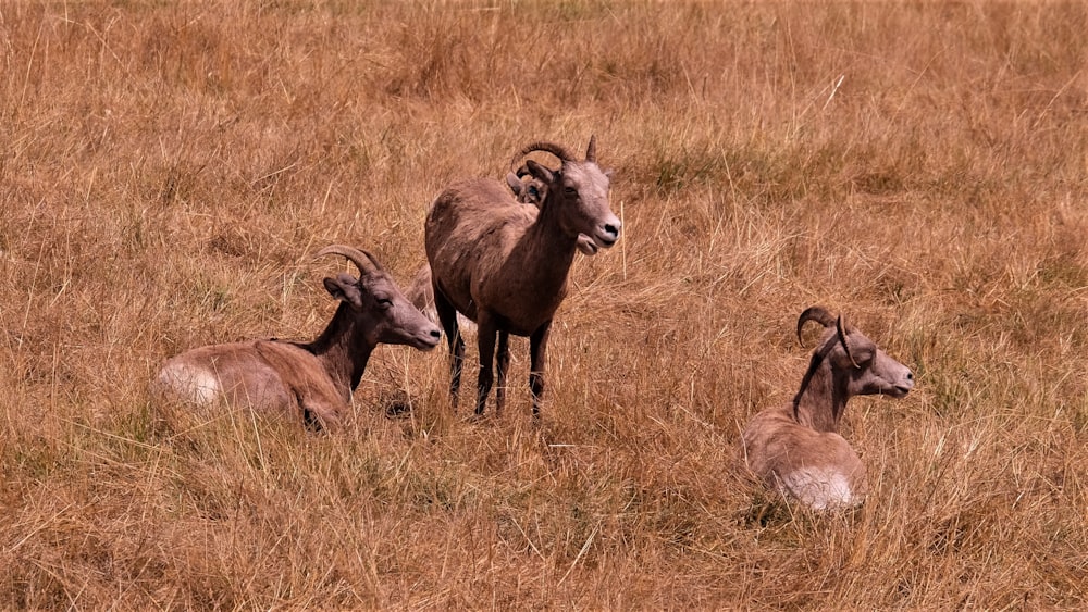 three brown deers on grass during daytime