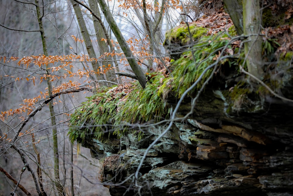 green grass and tree on rock during daytime