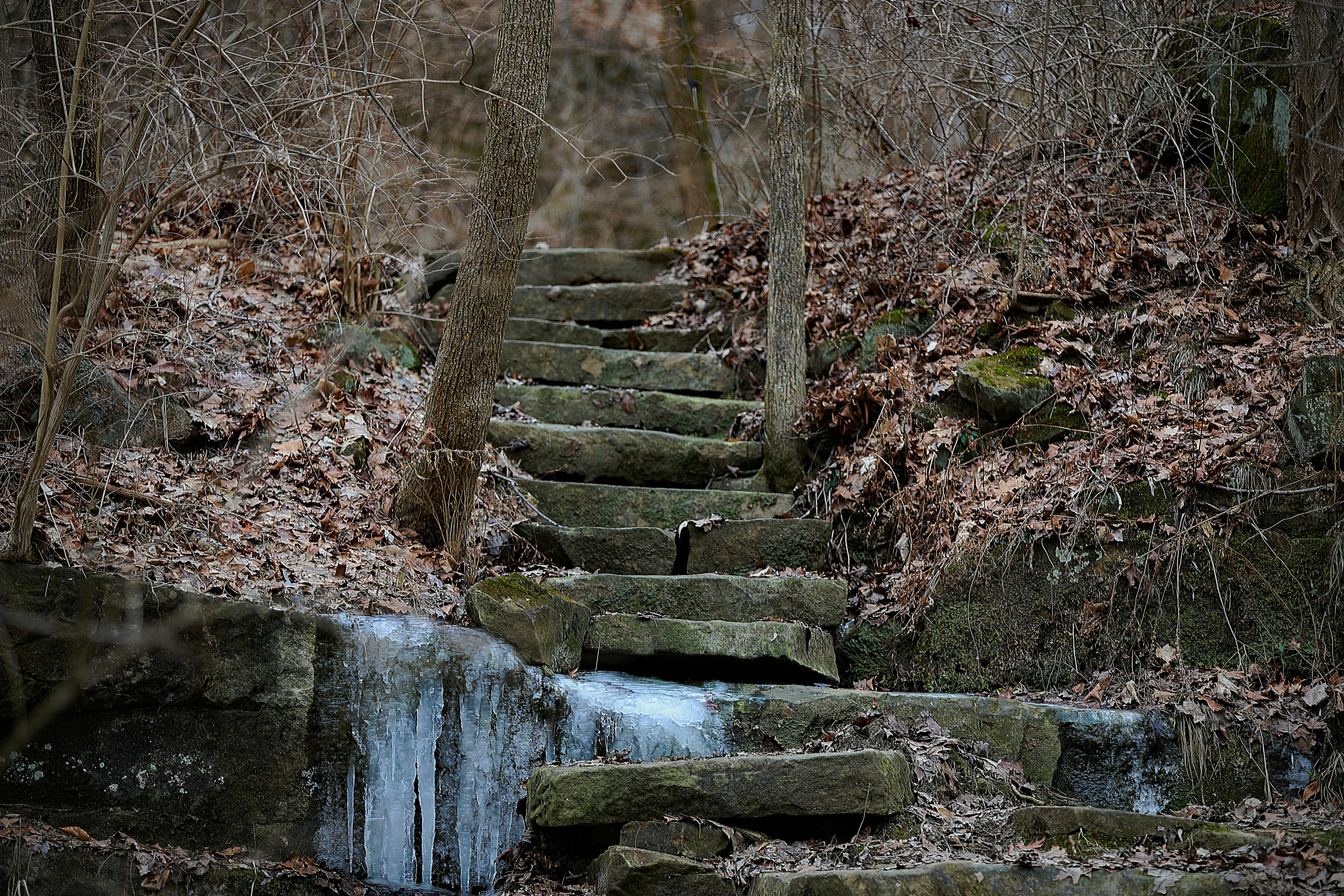 Foto Cuerpo de agua que fluye rodeado de rocas y árboles Imagen