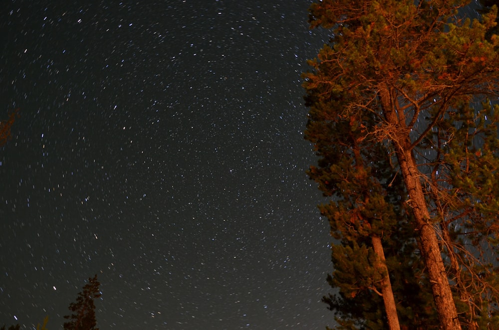 tall orange trees viewing stars at night