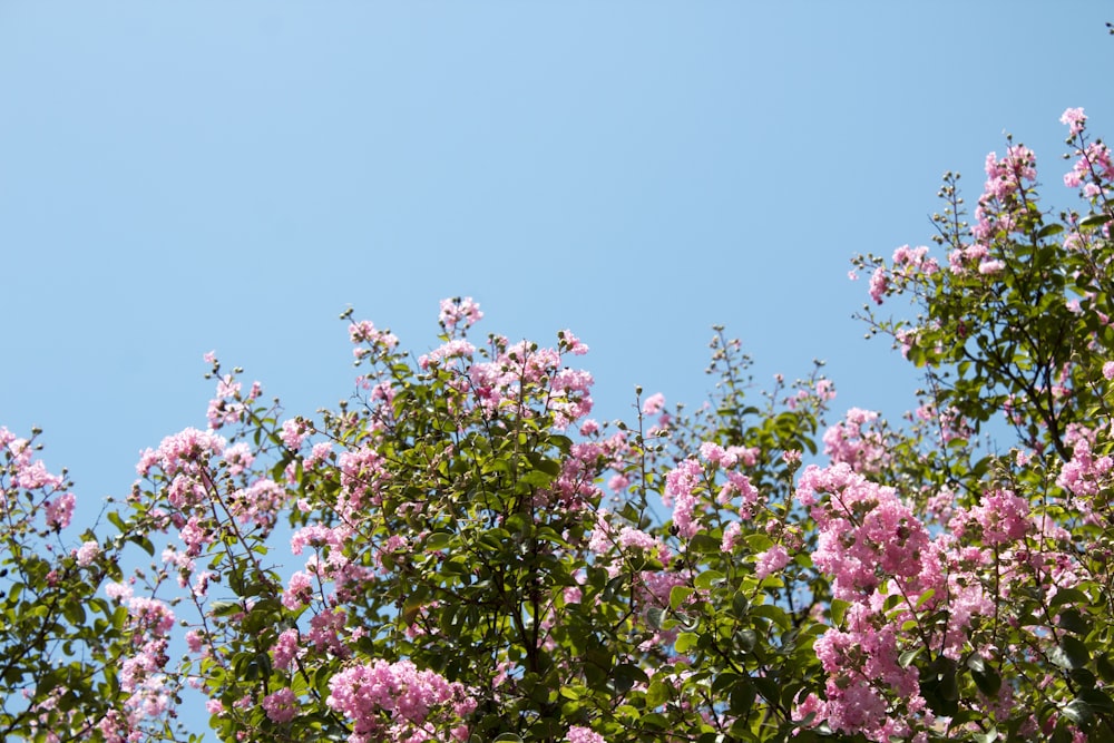 pink-petaled flowers under blue sky during daytime