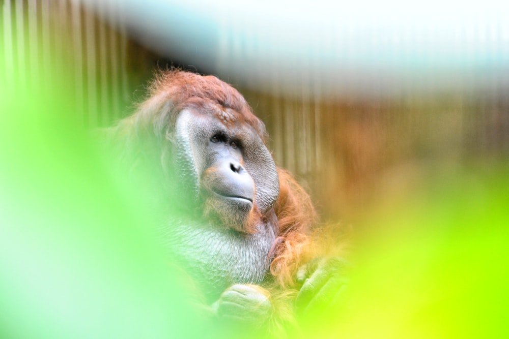 selective focus photography of gorilla