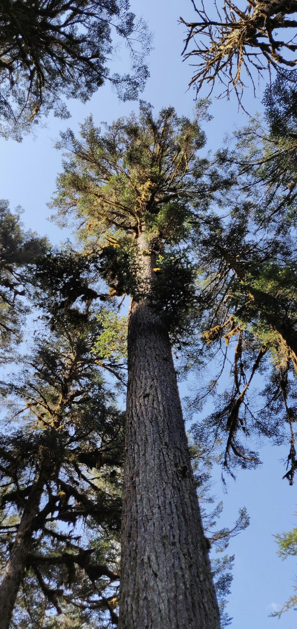 low angle photography of trees