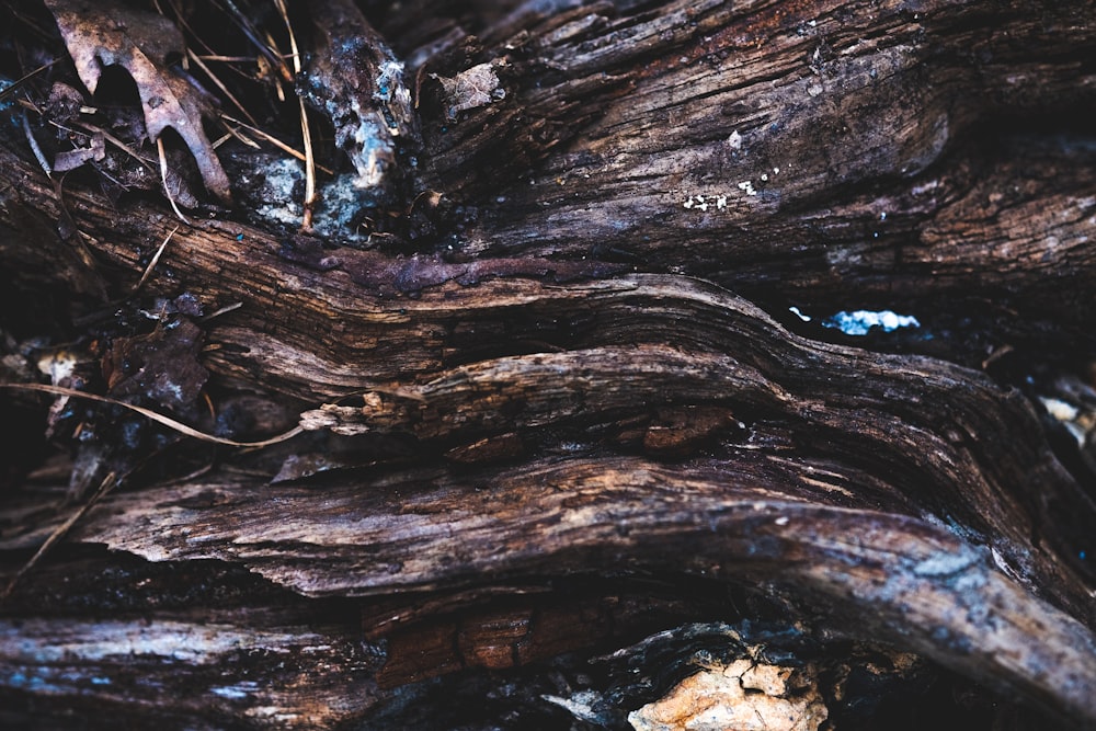 a close up view of a tree trunk