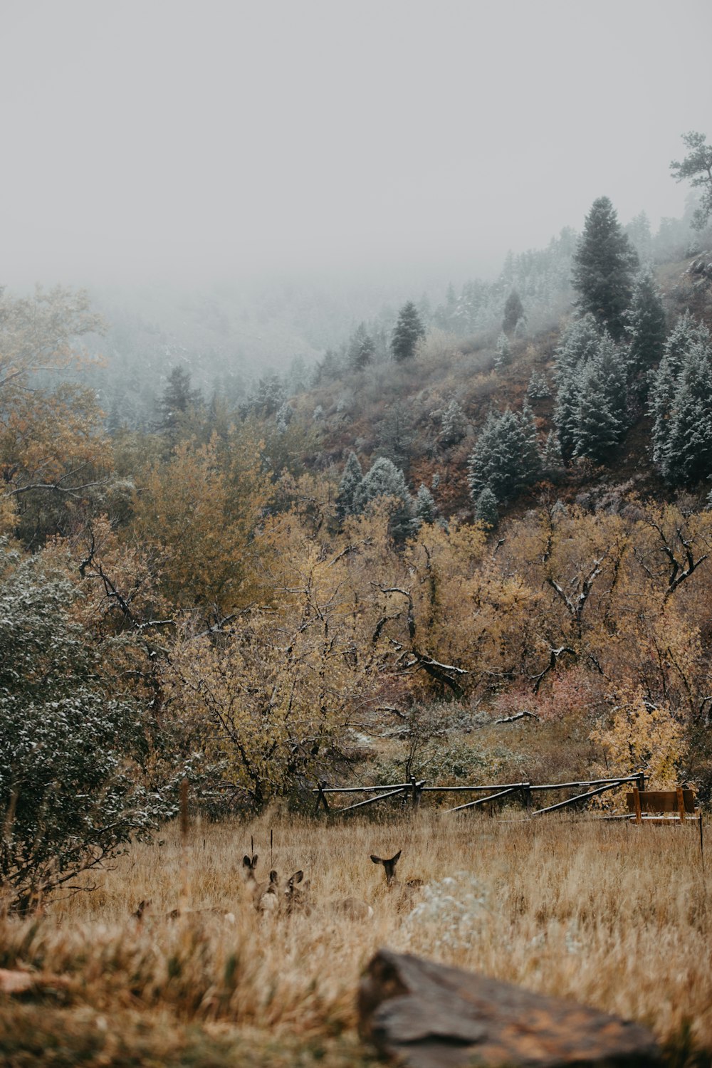 deer on grass beside mountain with trees during daytime