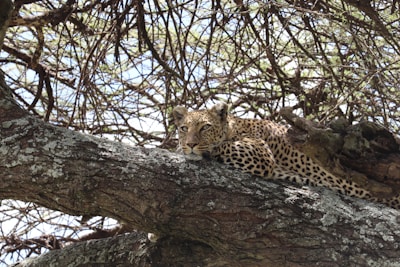 A close-up of a leopard resting on a tree branch in Rajaji National Park at dawn.