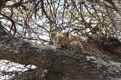 A close-up portrait of a majestic leopard resting on a tree branch in Rajaji National Park at golden hour.