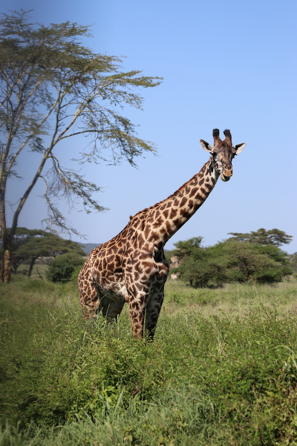 giraffe in the wild