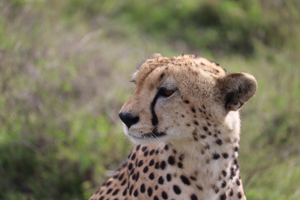 cheetah beside plant during daytime