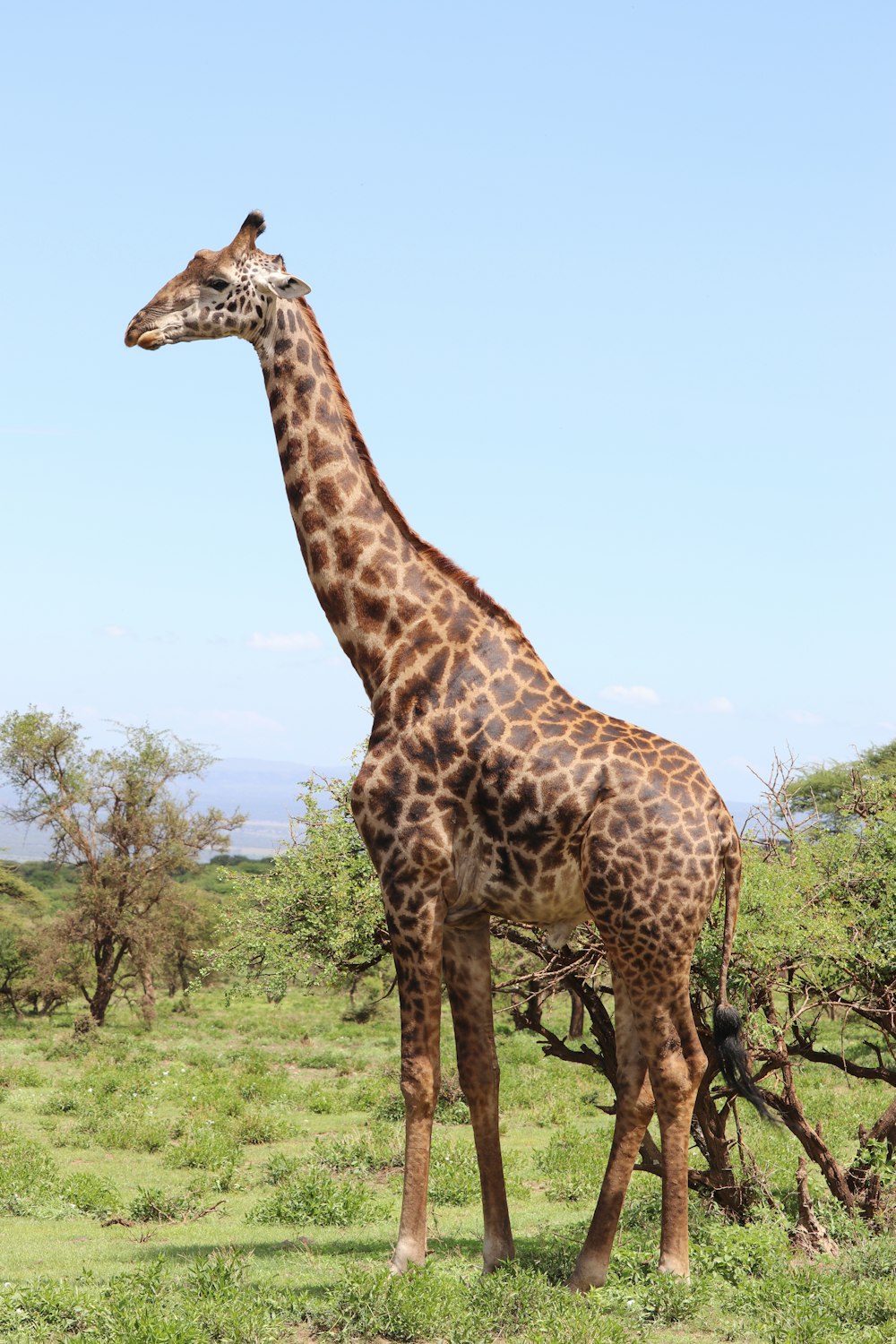 giraffe standing on green grass during daytime
