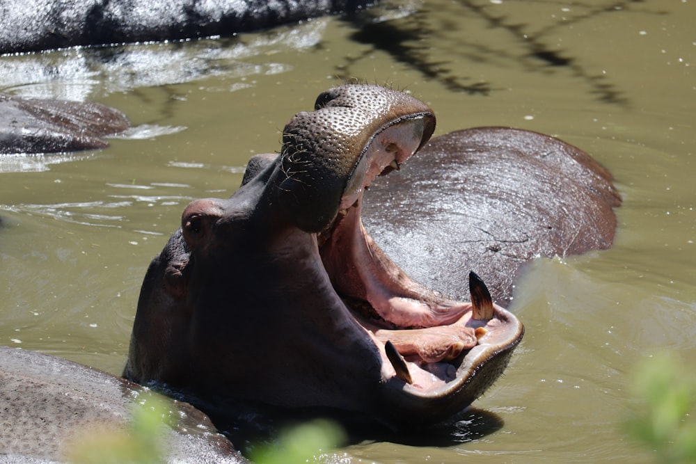 Hipopótamo boca abierta en río