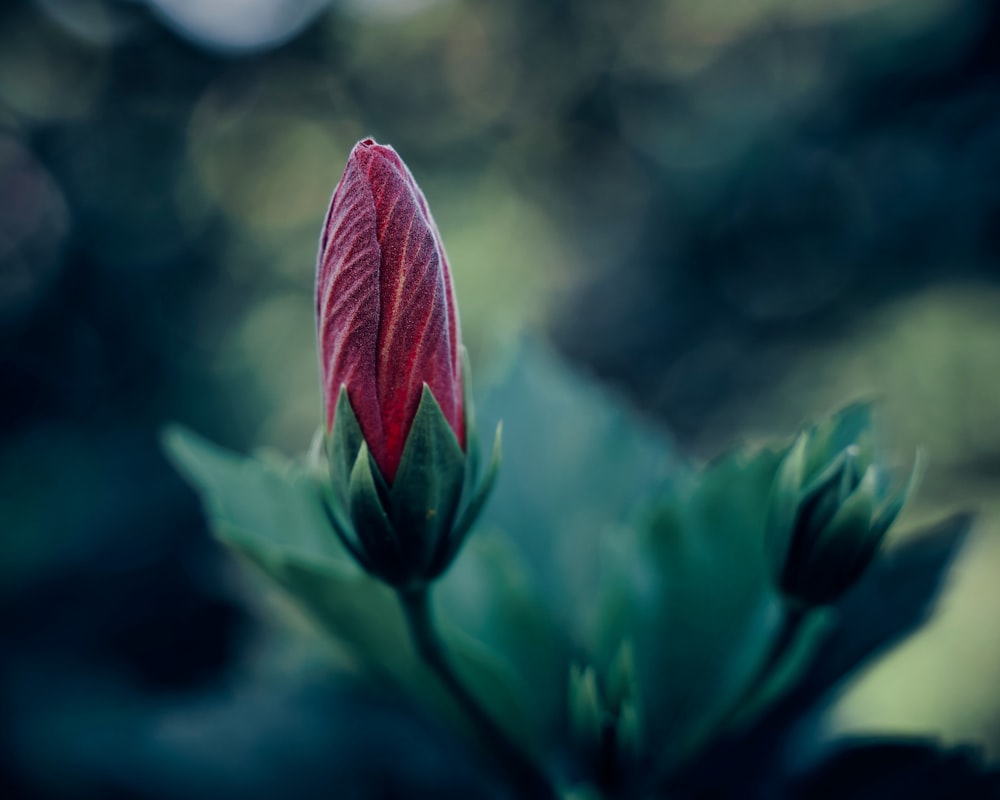 selective focus photography of red petaled flower