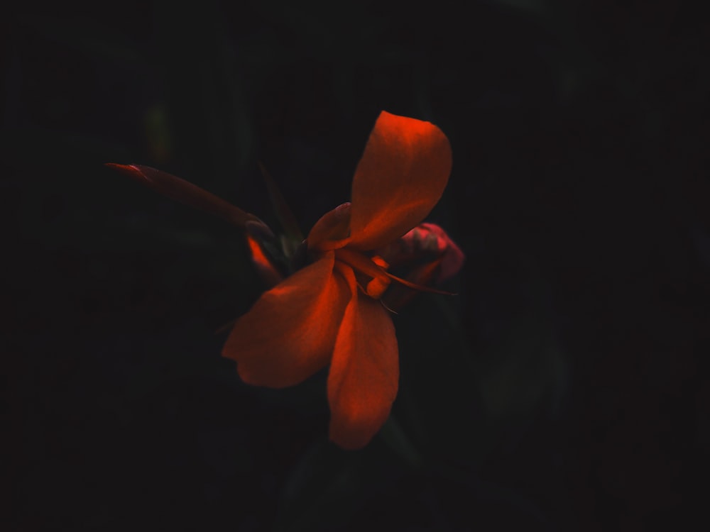 rotblättrige Blumentapete