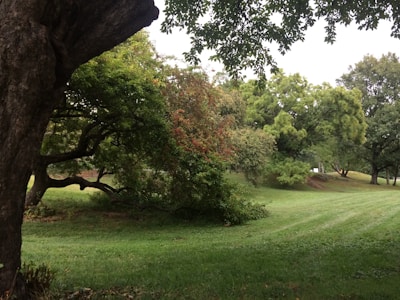 View of a quiet countryside land with mature trees.
