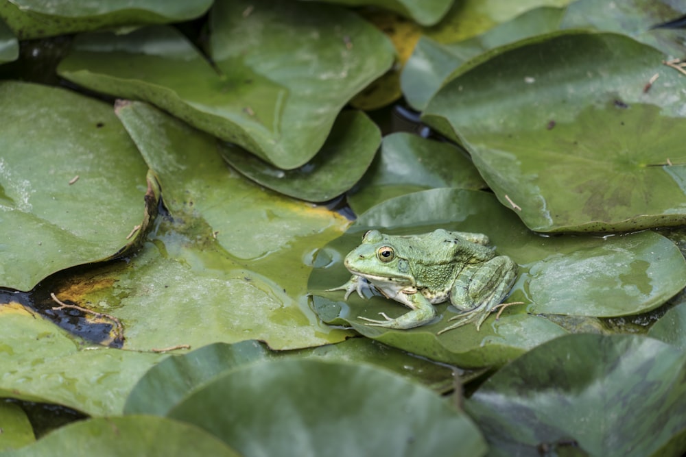 green frog on tog of green leaf