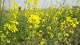 The rover parked beside a small irrigation channel, surrounded by vibrant mustard plants in bloom.