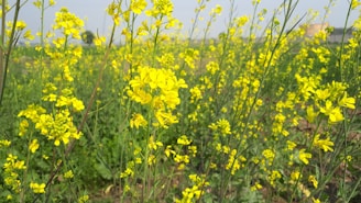 Rustic mustard fields blooming with bright yellow flowers in Punjab countryside.