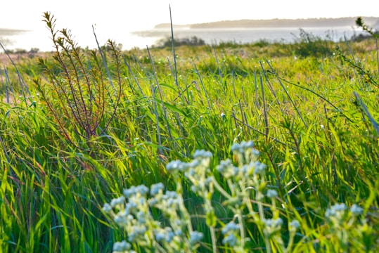 Lush green grass with wildflowers grows abundantly in a natural landscape. The scene suggests a coastal environment with the ocean visible in the background. Vegetation is bathed in warm sunlight, indicating a serene and peaceful setting.