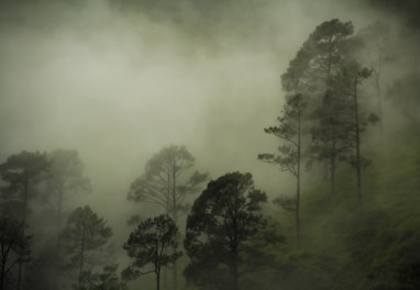 green forest covered with fog