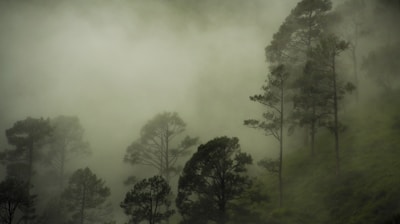 green forest covered with fog