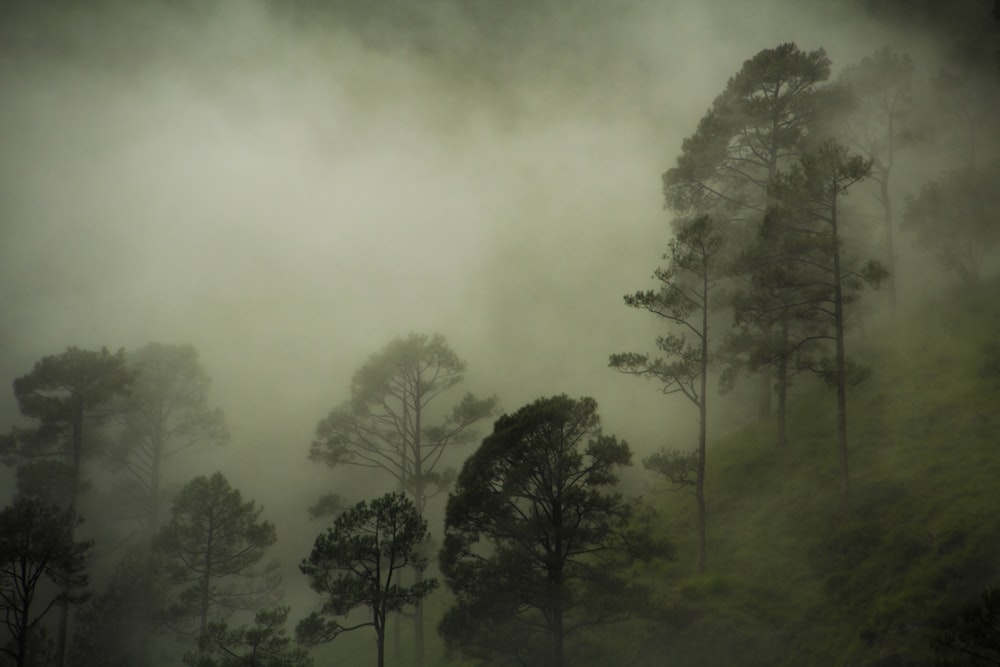 Bosque verde cubierto de niebla