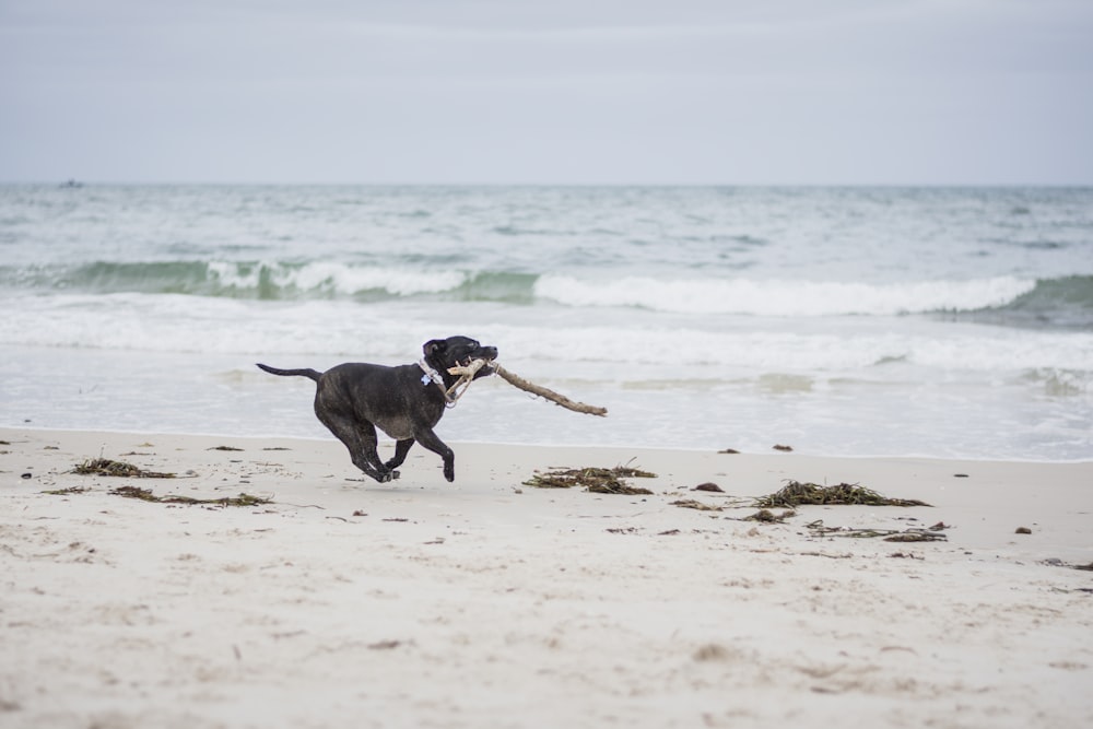 黒のアメリカンピットブルテリアの子犬が昼間に海岸を走る茶色の棒を噛む