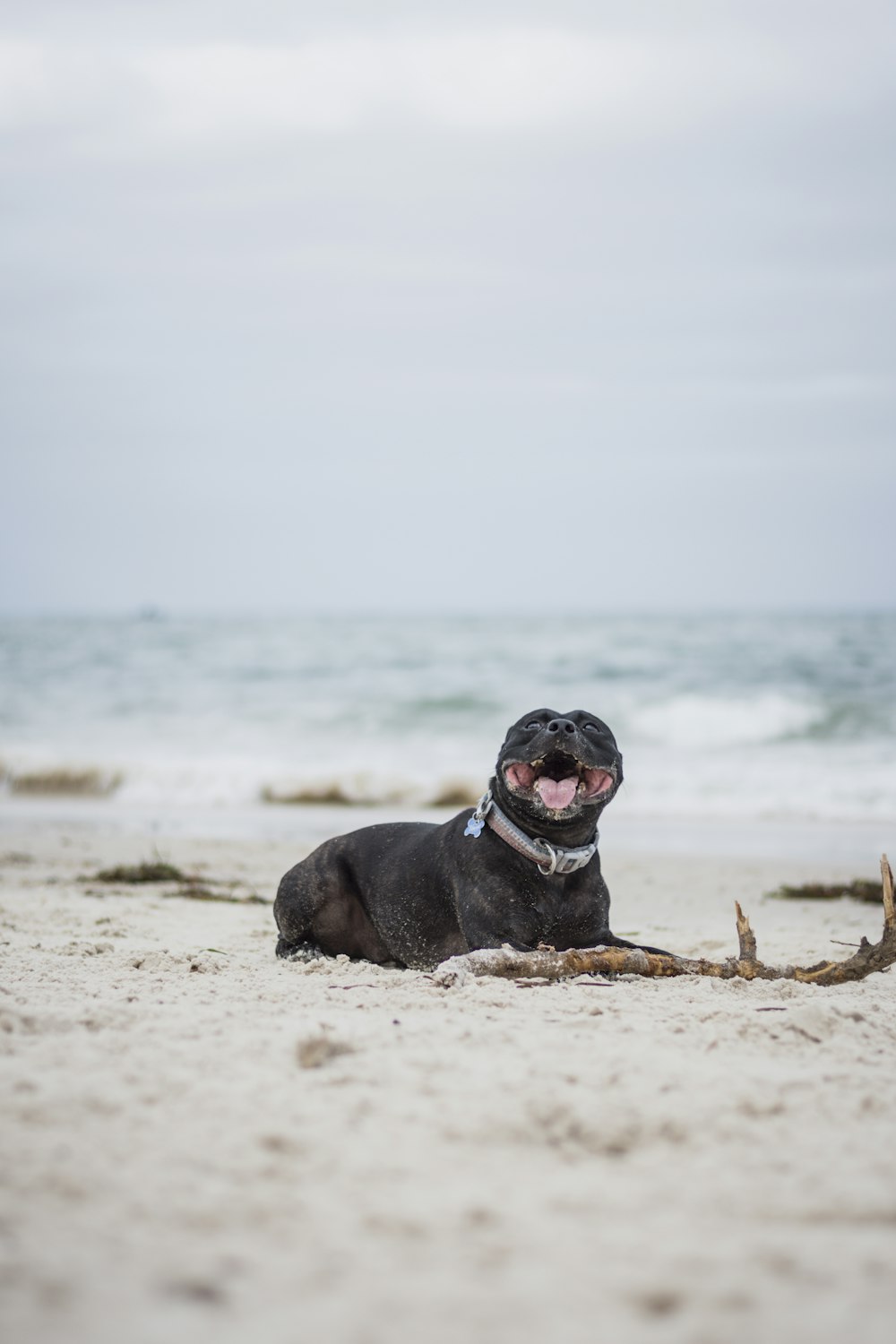 Cão preto de pelo curto deitado na praia durante o dia