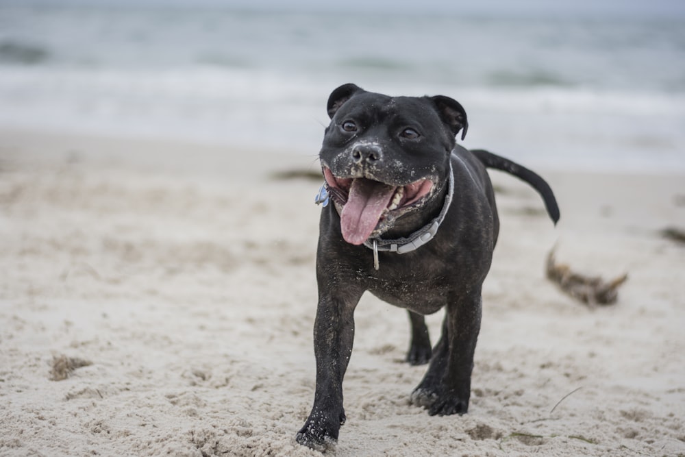 adulto preto Staffordshire bull terrier