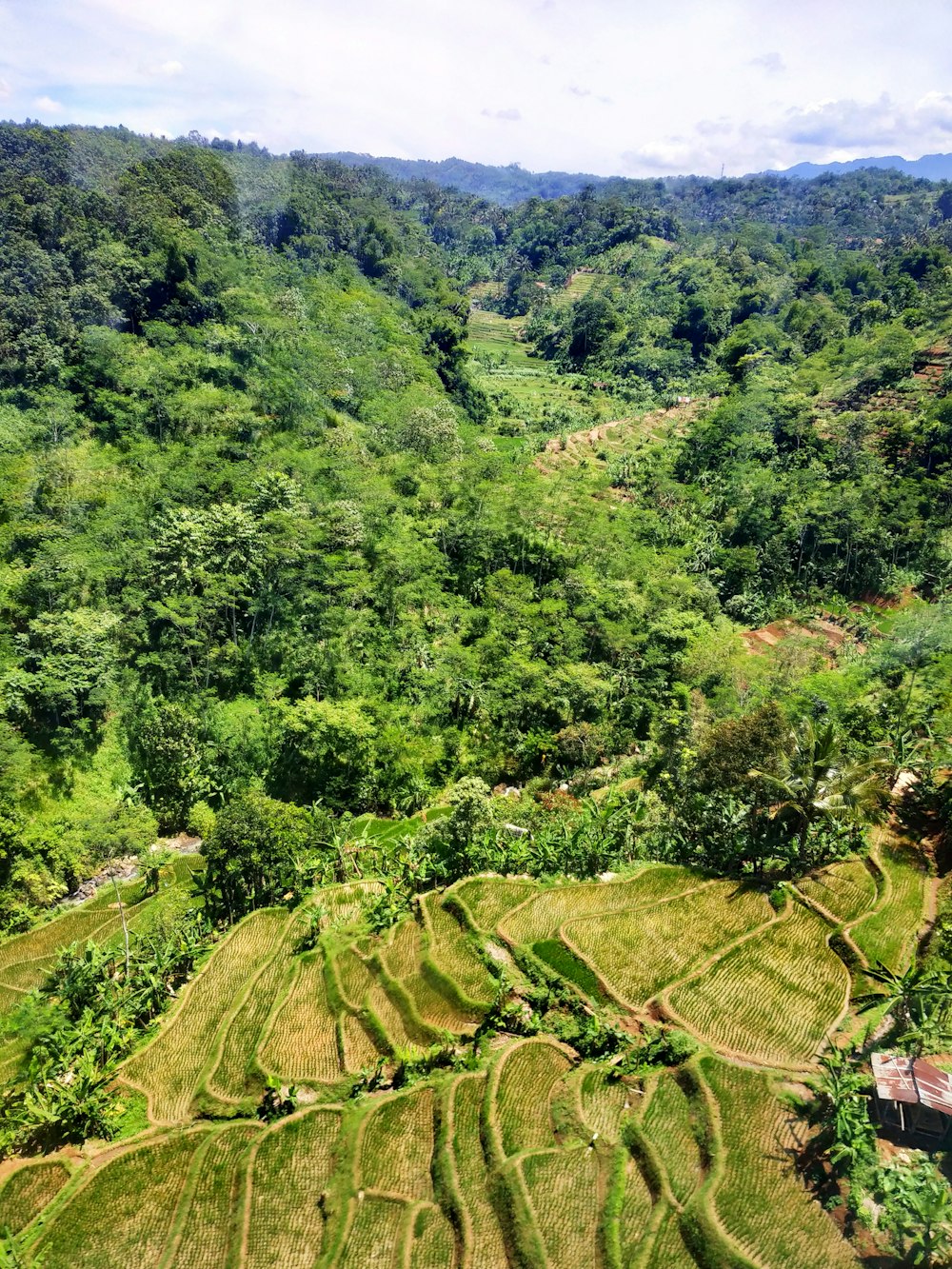 rice terraces