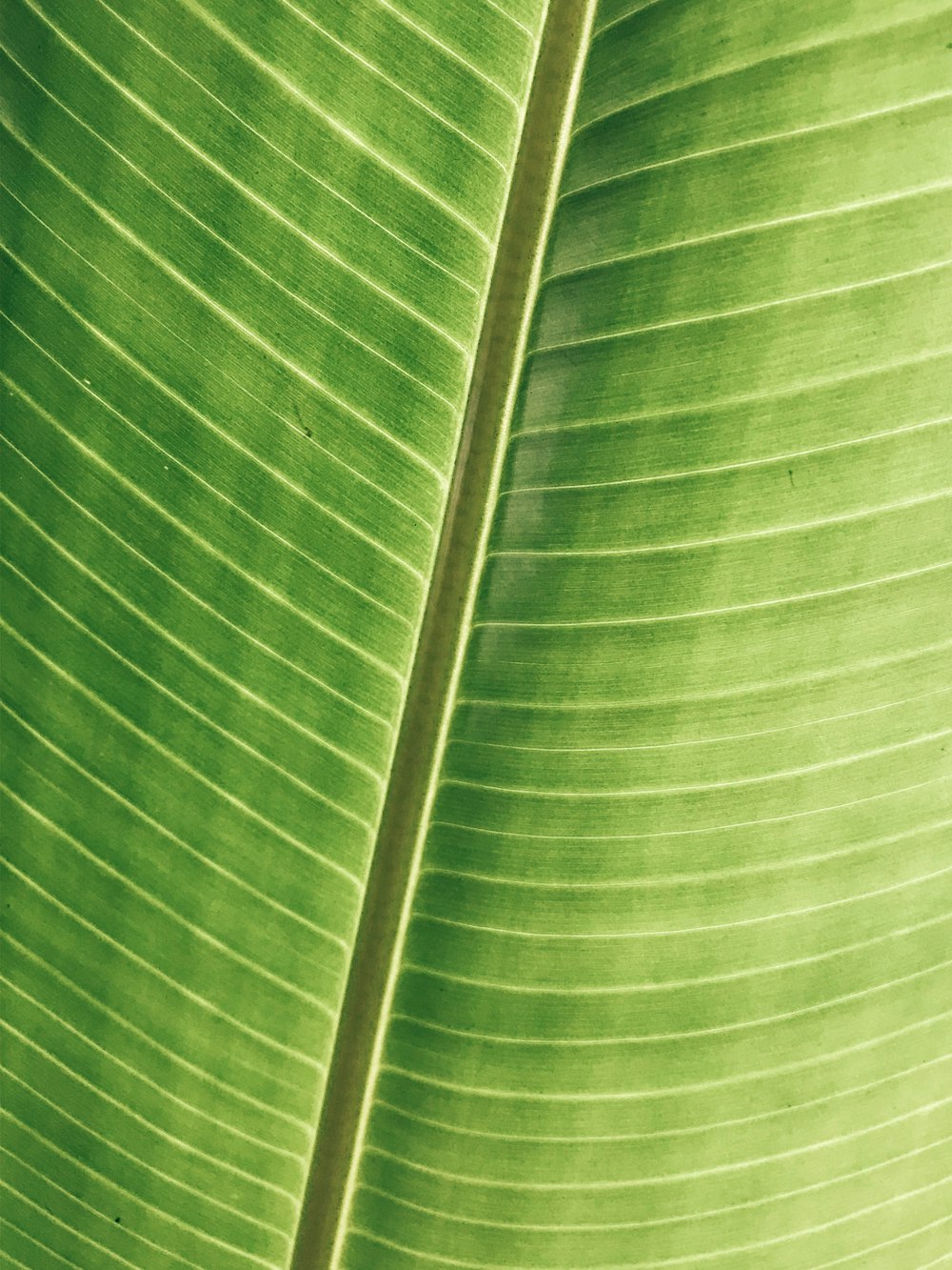 selective focus photography of green leafed