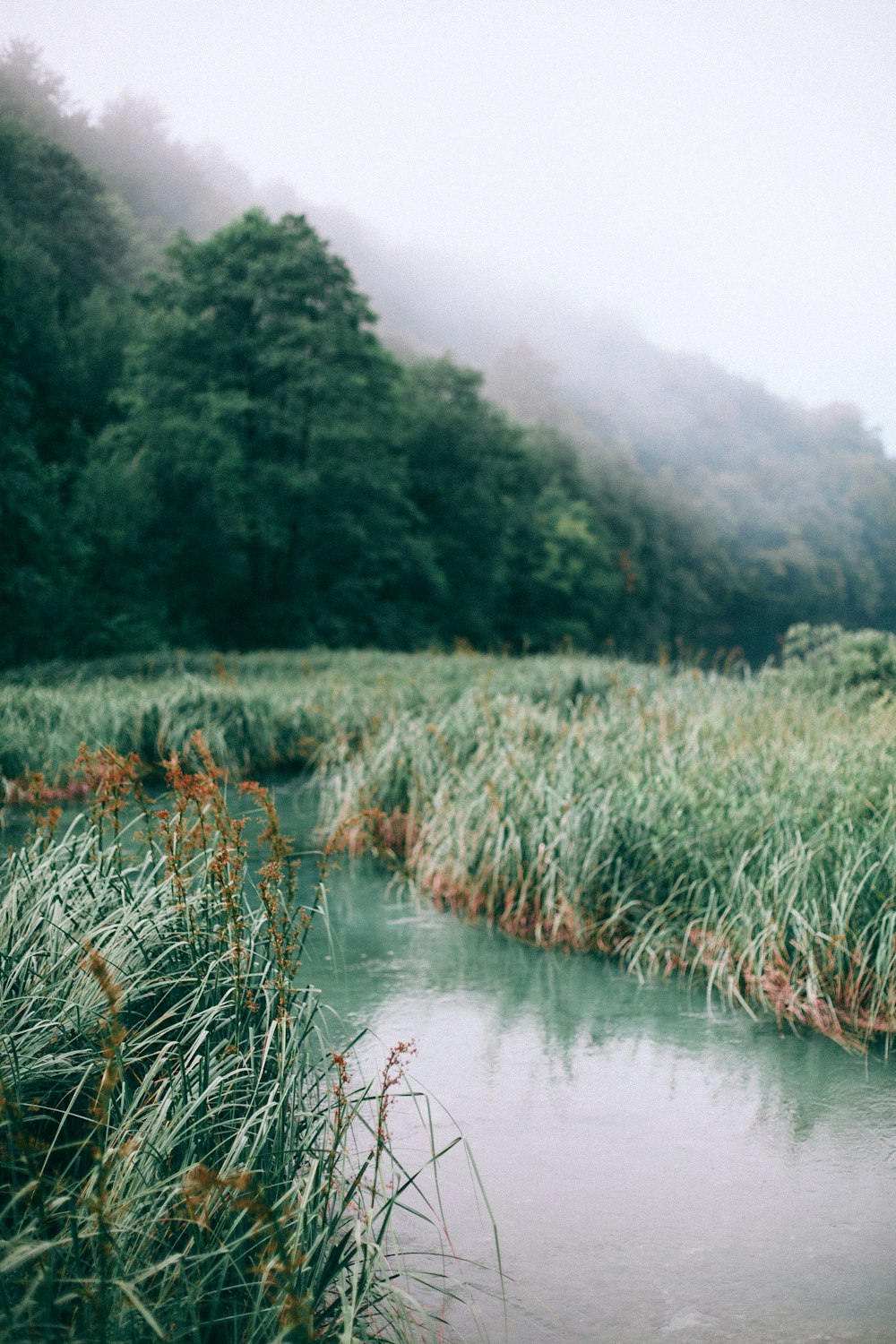 green grass with river flowing in between