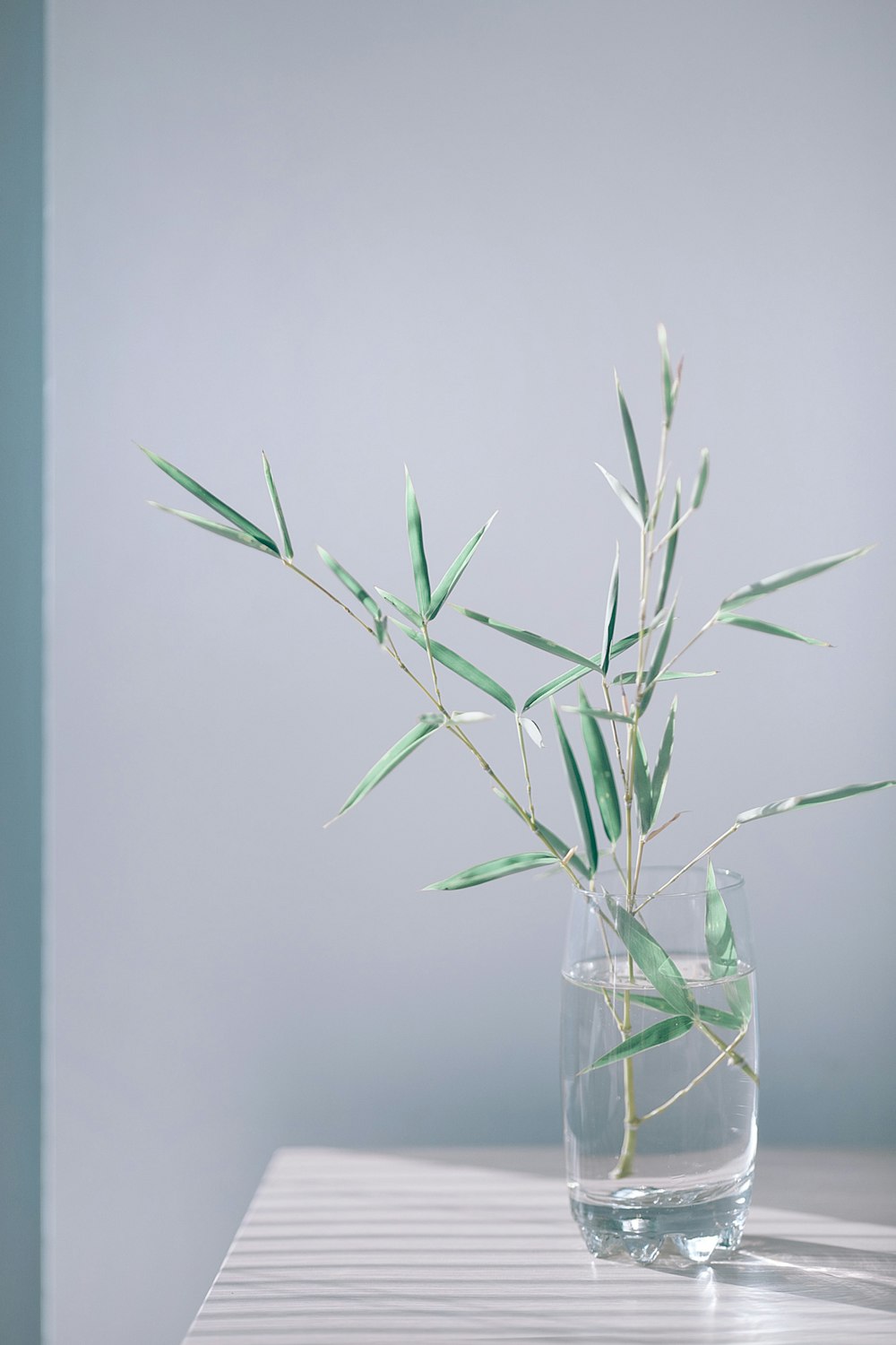 bamboo plant in glass vase