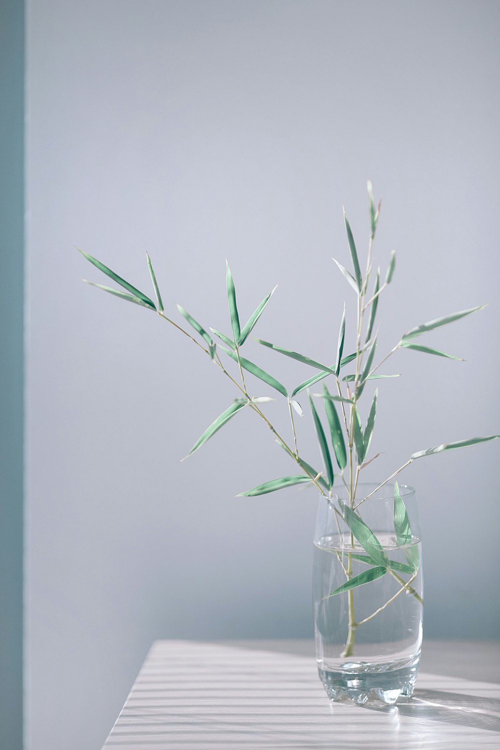 Foto planta de bambú en jarrón de cristal – Imagen Gris gratis en Unsplash