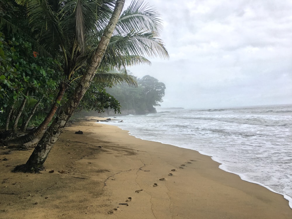 single footprints on seashore beside green palm trees during daytime