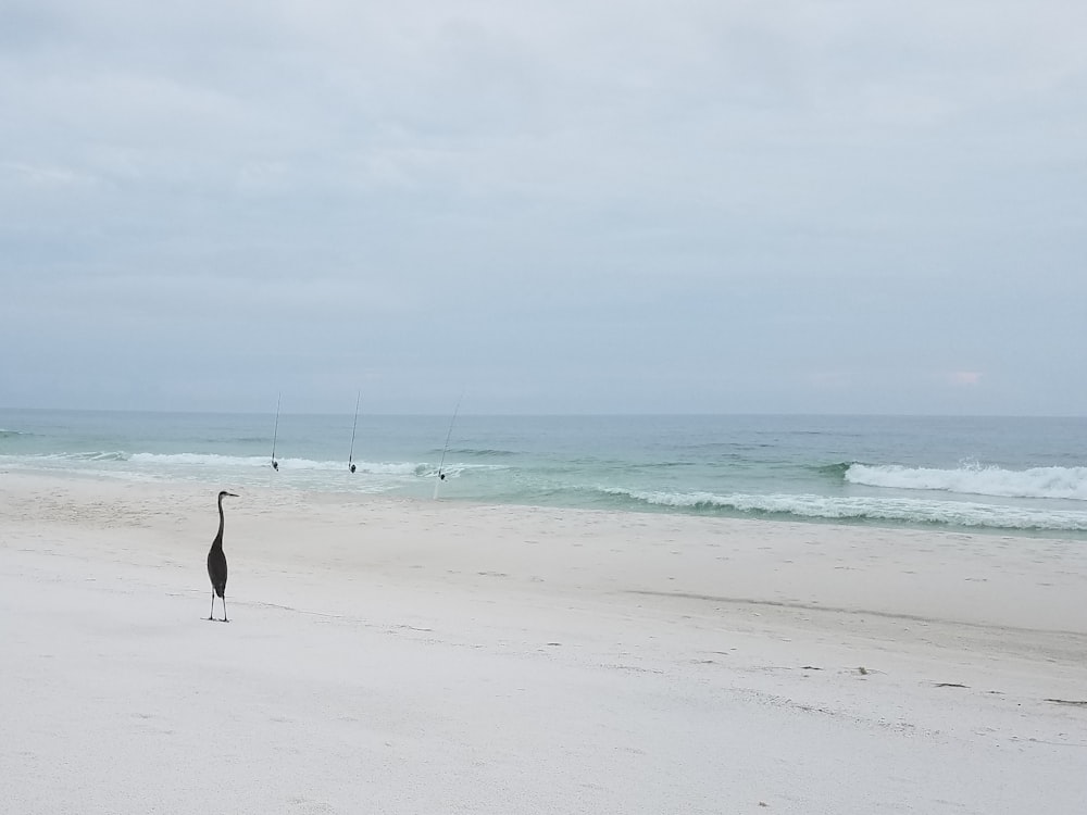 brown bird walking on sea shores