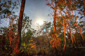 Cover of 'Moonlight' featuring a serene moonlit forest with soft glowing light.