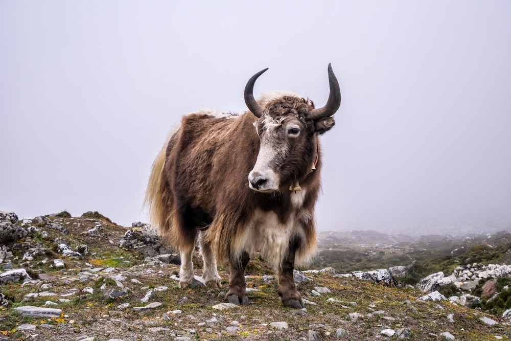 brown cattle