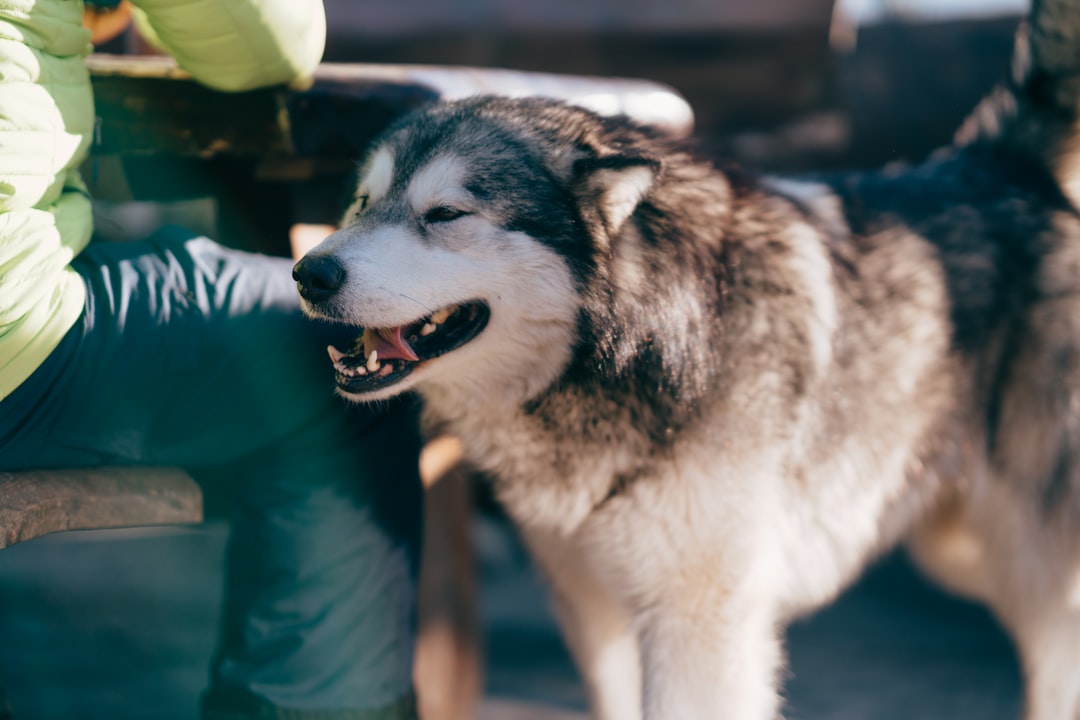 selective focus photography of adult black and white Alaskan malamute