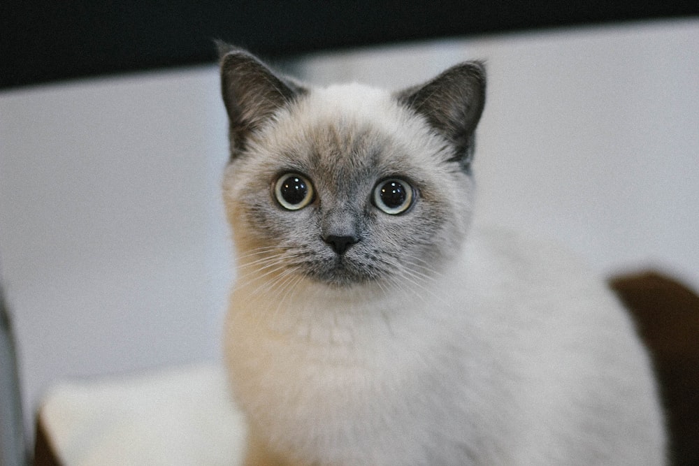 short-coated white cat