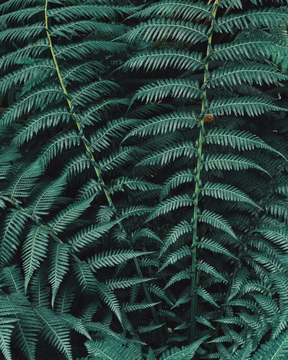 green fern plant