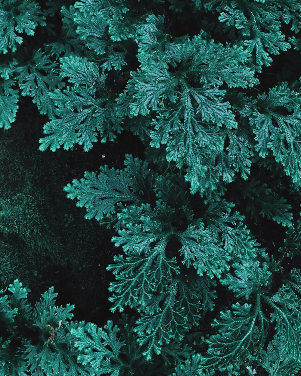 close-up photography of green-leafed plant