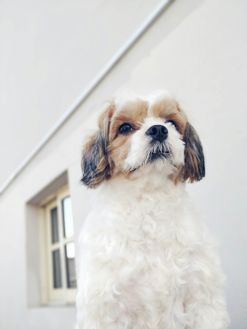 long-coated white and brown dog sitting beside white wall